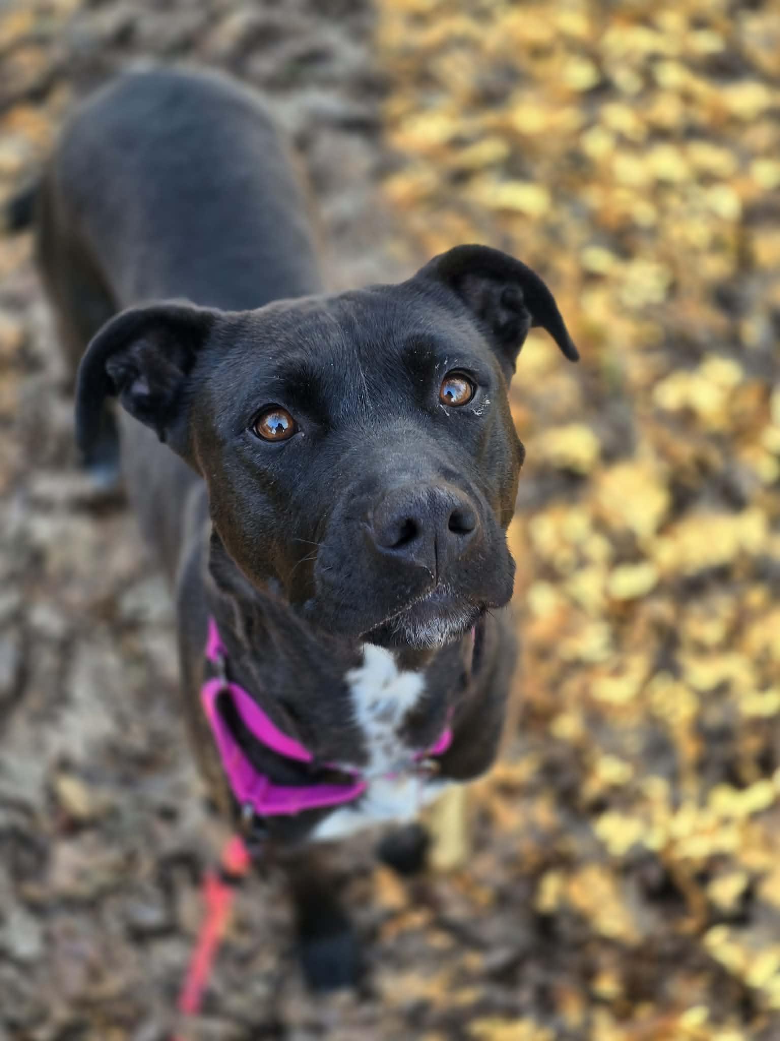 Malinche, a ADOPTABLE mixed breed in Grants Pass, OR image 2/3