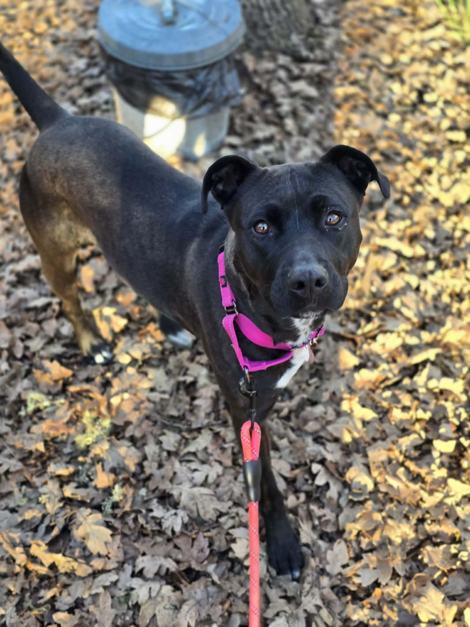 Malinche, ADOPTABLE, Adult Female Pit Bull Terrier & Labrador Retriever.