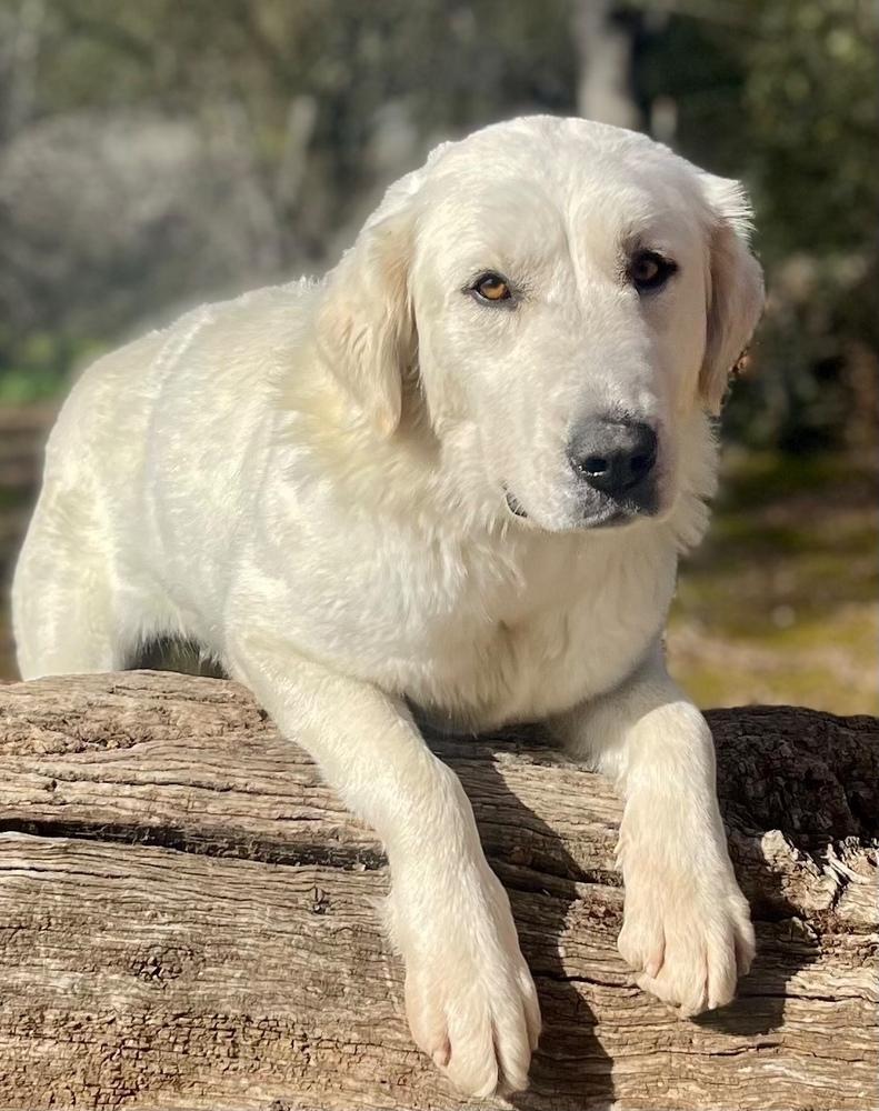 Suzanna, Adoptable, Adult Female Great Pyrenees.