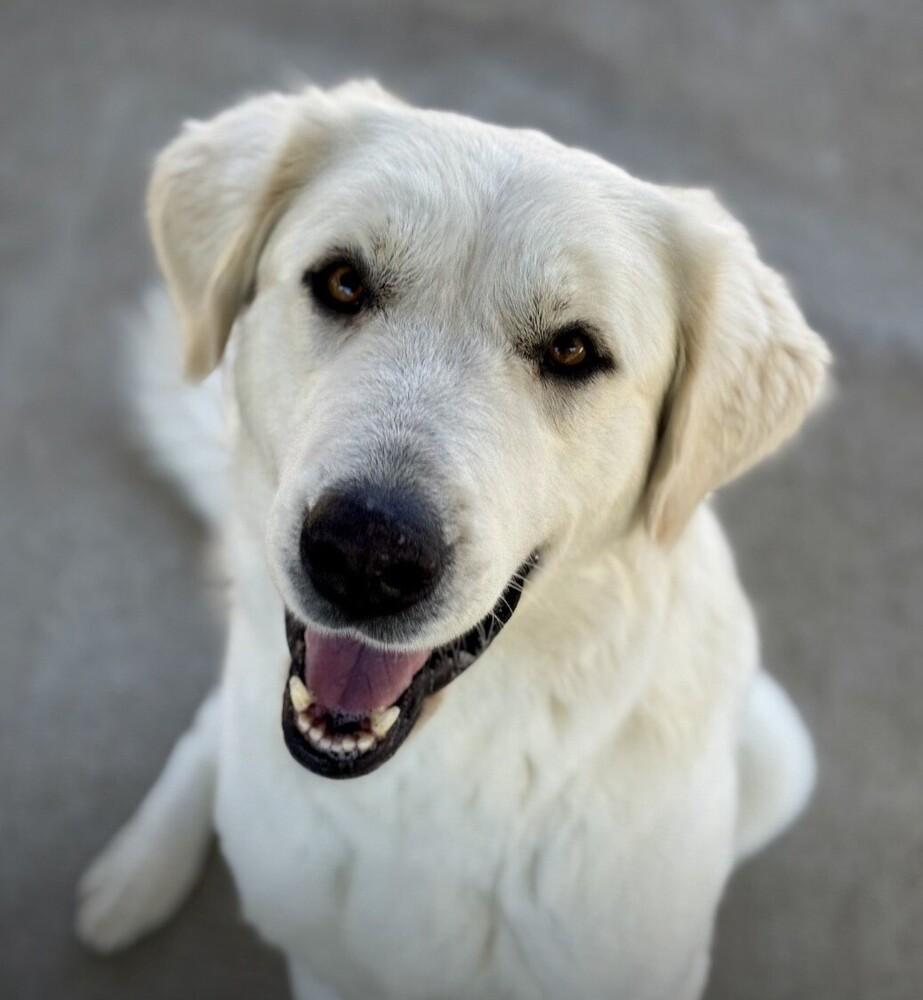 Enlarge Suzanna, a Adoptable mixed breed in Jamestown, CA image 2/4