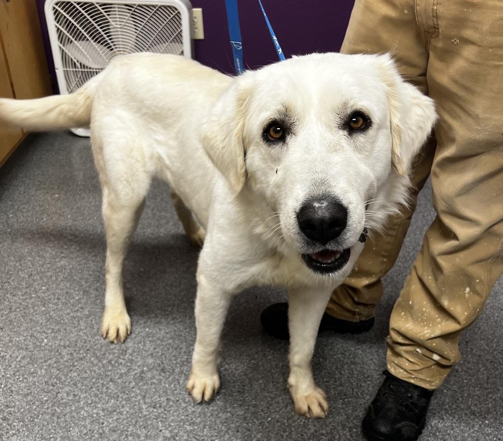 Enlarge Suzanna, a Adoptable mixed breed in Jamestown, CA image 4/4