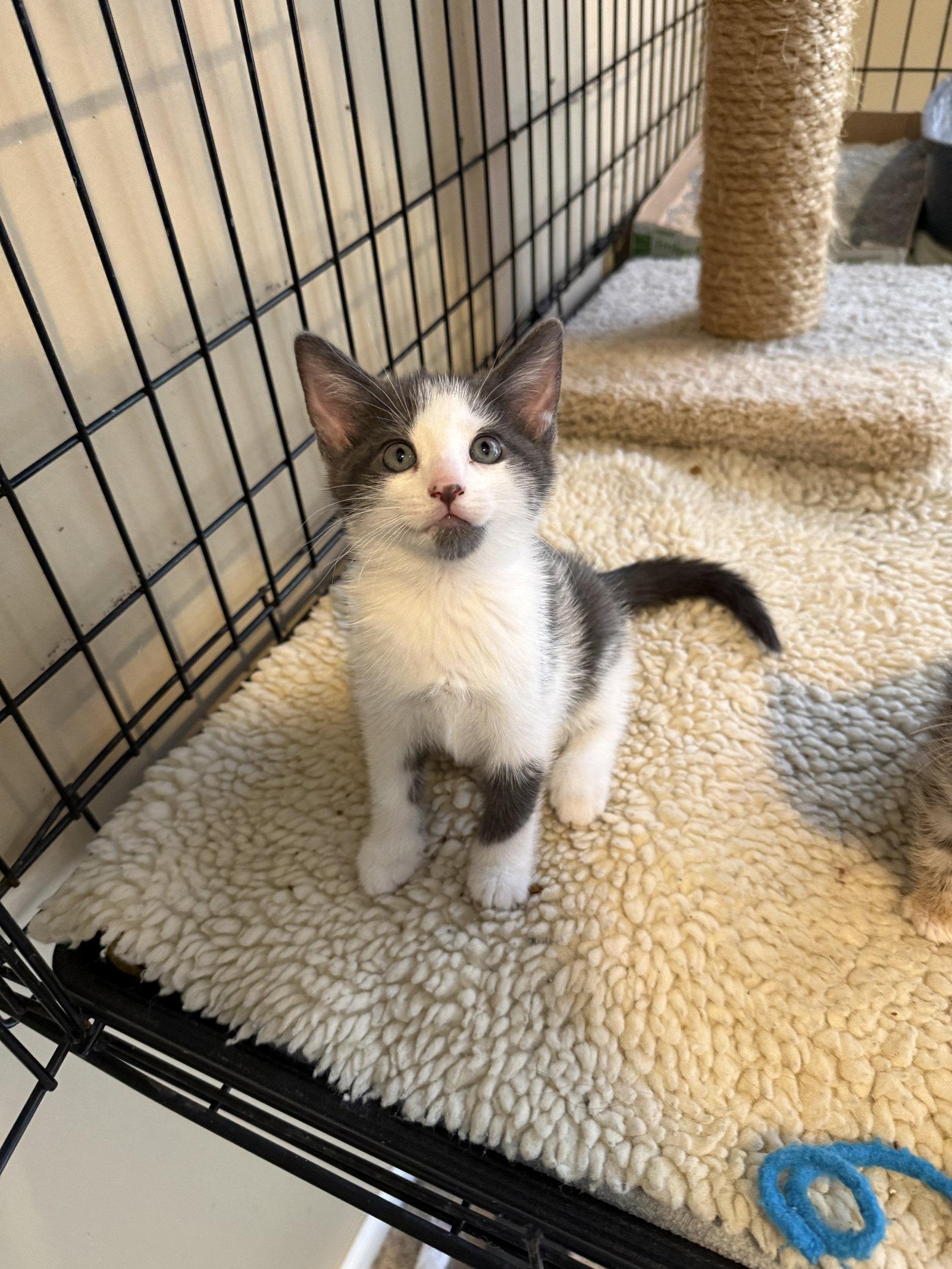Venus, a Adopted Domestic Short Hair in Broomall, PA image 1/3