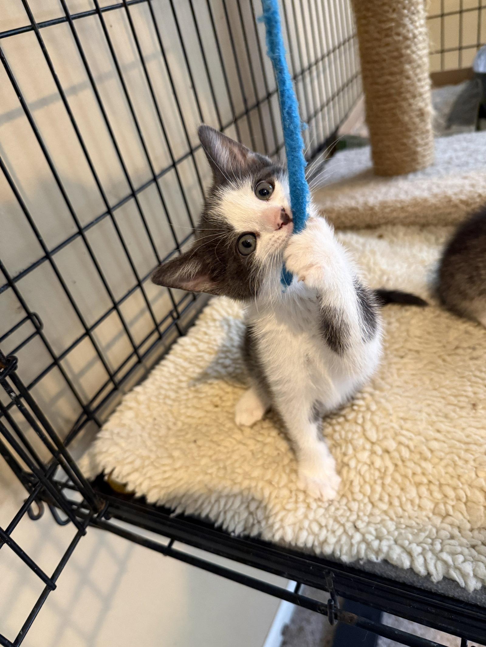 Venus, a Adopted Domestic Short Hair in Broomall, PA image 3/3
