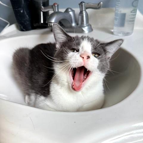 Enlarge Latke, a Adoptable Domestic Short Hair in St. Louis, MO image 1/6