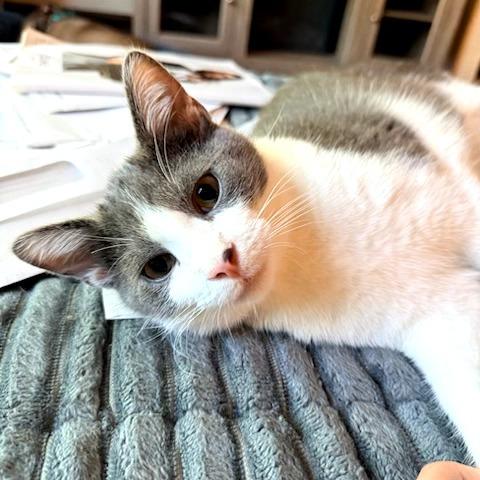 Enlarge Latke, a Adoptable Domestic Short Hair in St. Louis, MO image 2/6