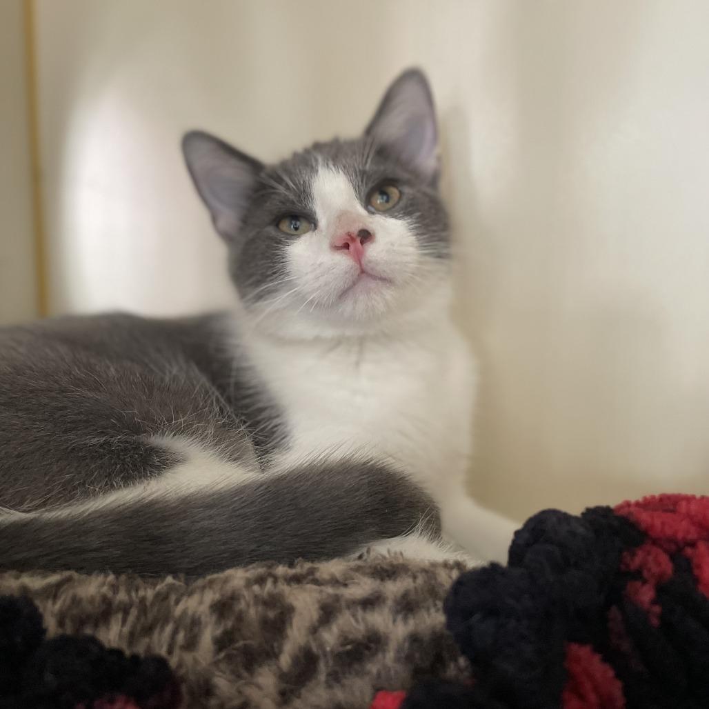 Enlarge Latke, a Adoptable Domestic Short Hair in St. Louis, MO image 3/6