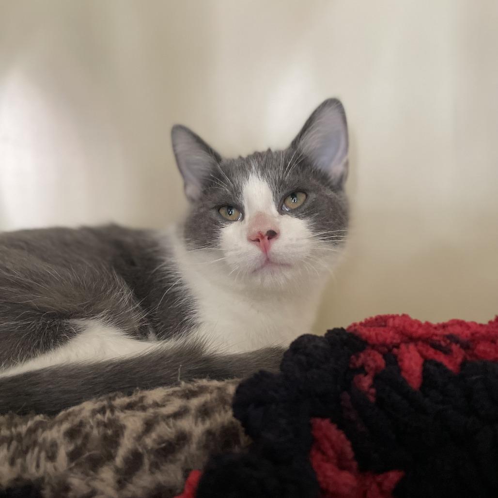 Enlarge Latke, a Adoptable Domestic Short Hair in St. Louis, MO image 4/6