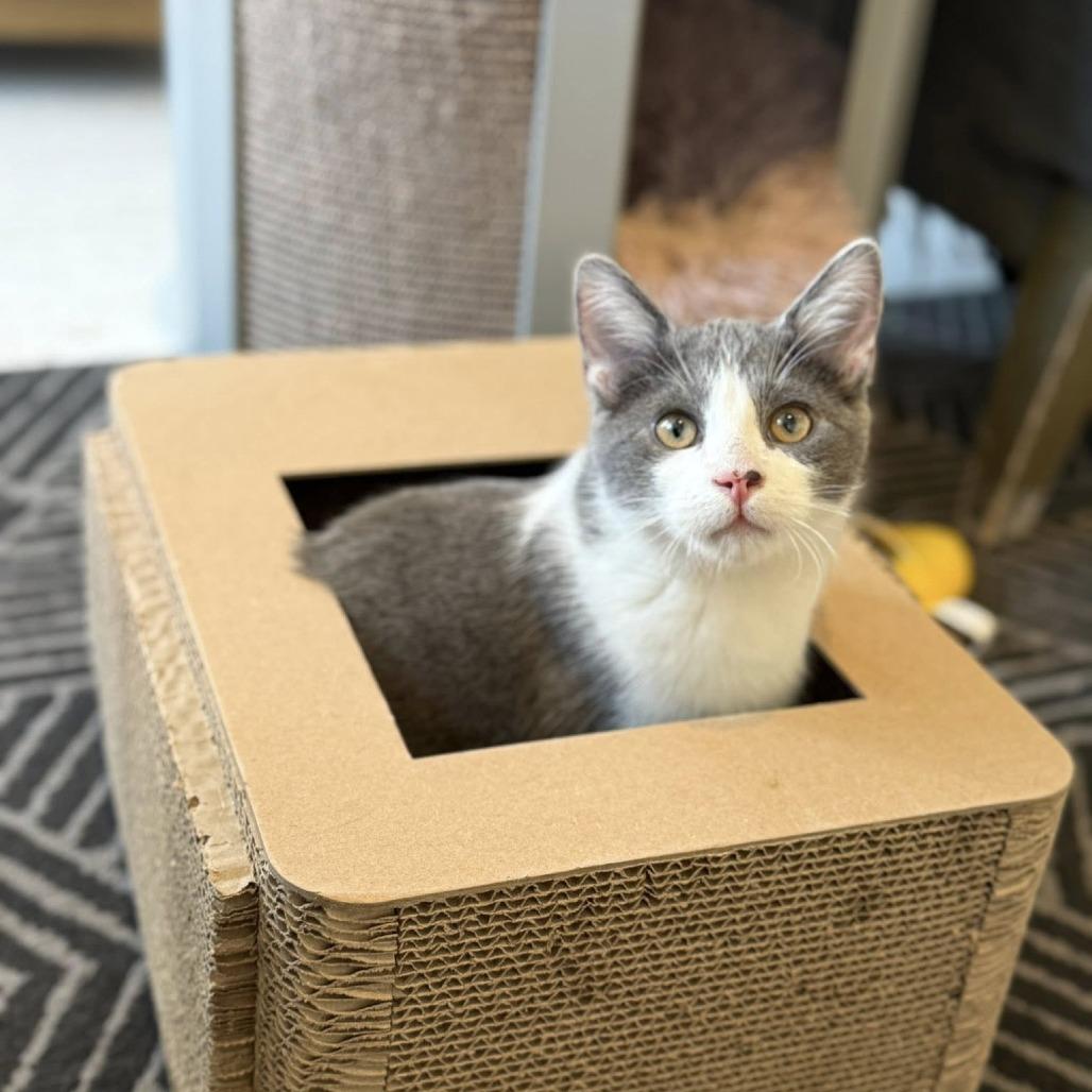 Enlarge Latke, a Adoptable Domestic Short Hair in St. Louis, MO image 5/6