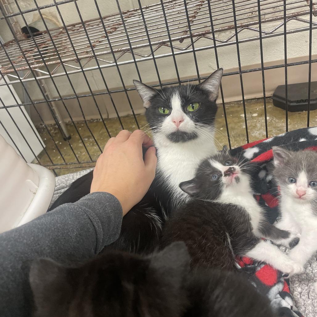 Enlarge Latke, a Adoptable Domestic Short Hair in St. Louis, MO image 6/6