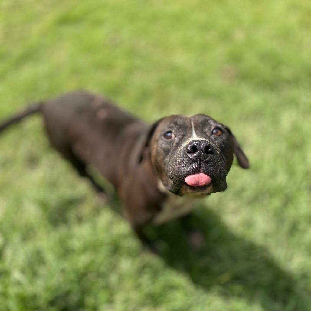 Enlarge Flash, a Adoptable Pit Bull Terrier in San Juan, PR image 1/5