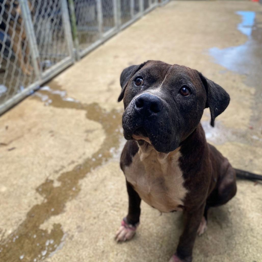 Enlarge Flash, a Adoptable Pit Bull Terrier in San Juan, PR image 2/5