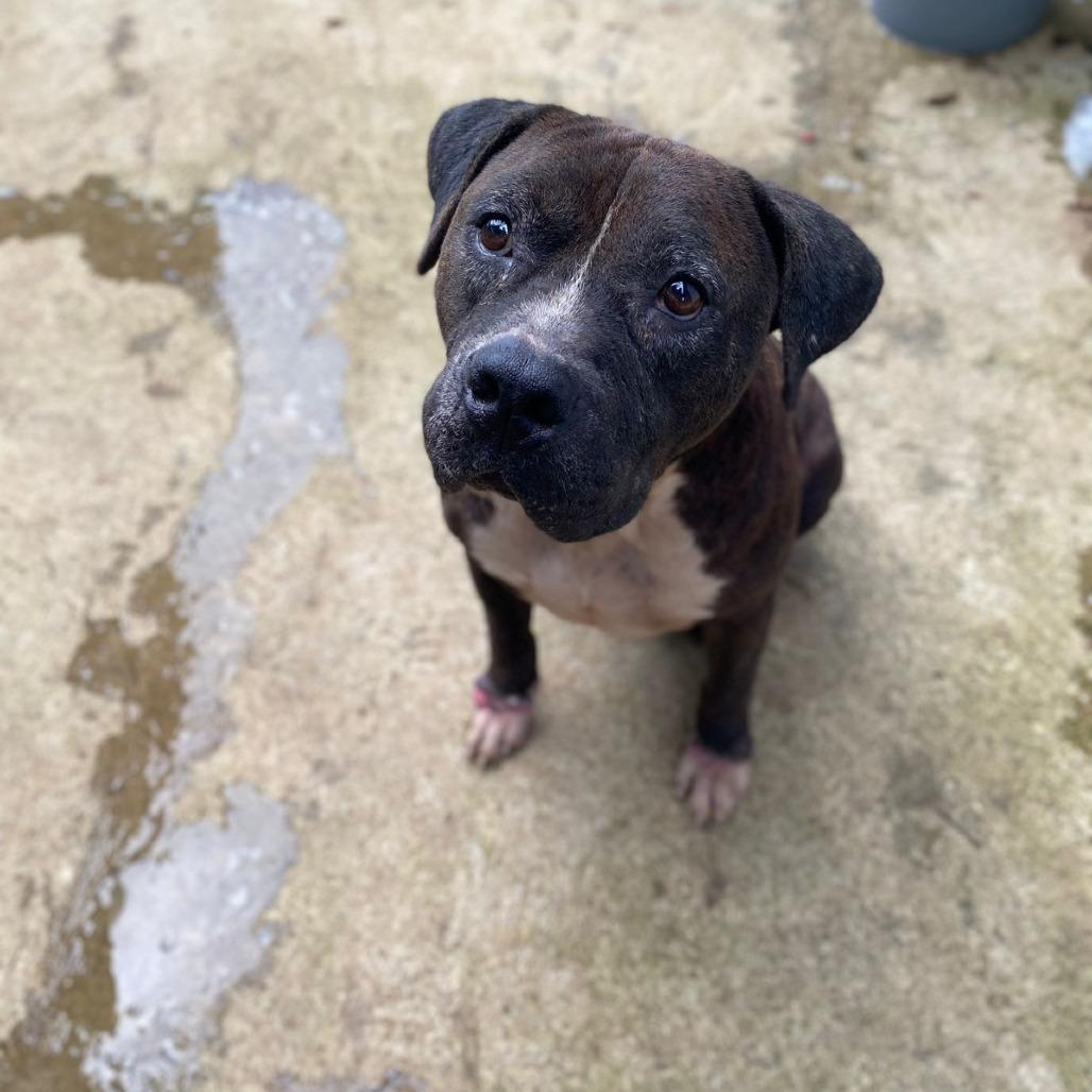Enlarge Flash, a Adoptable Pit Bull Terrier in San Juan, PR image 4/5