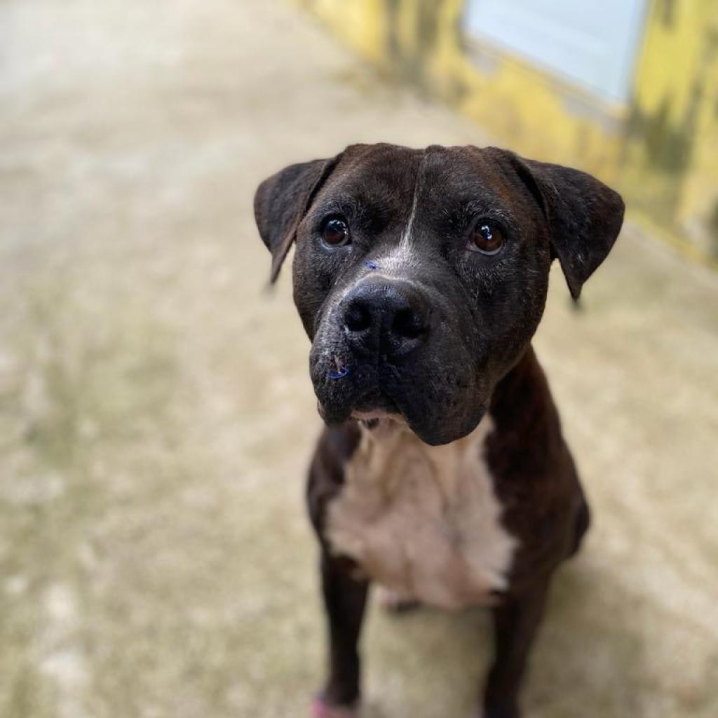 Enlarge Flash, a Adoptable Pit Bull Terrier in San Juan, PR image 5/5