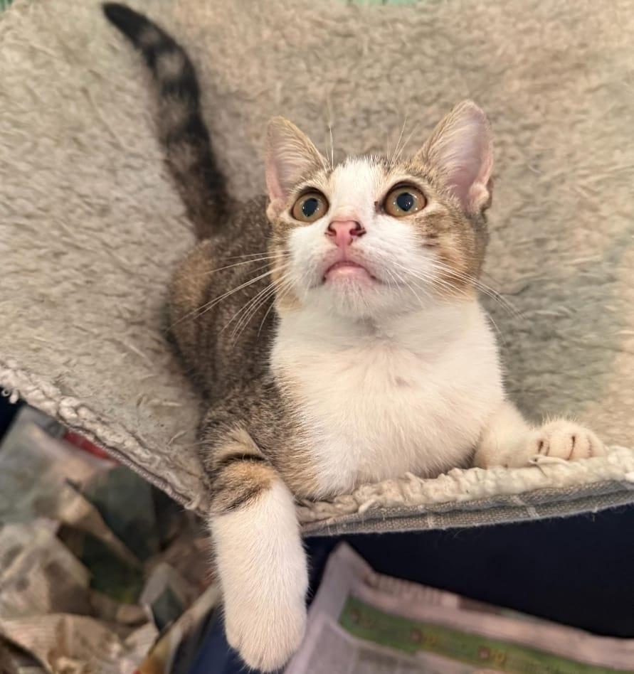 Coquito, a Adoptable Tabby in Greenwich, CT image 4/5