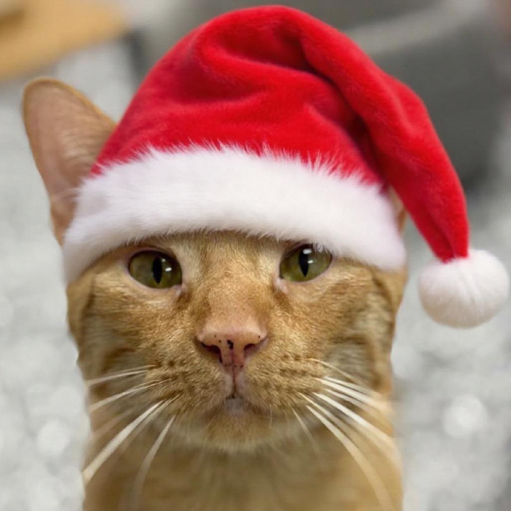 Timbers, Adoptable, Adult Male Domestic Short Hair.