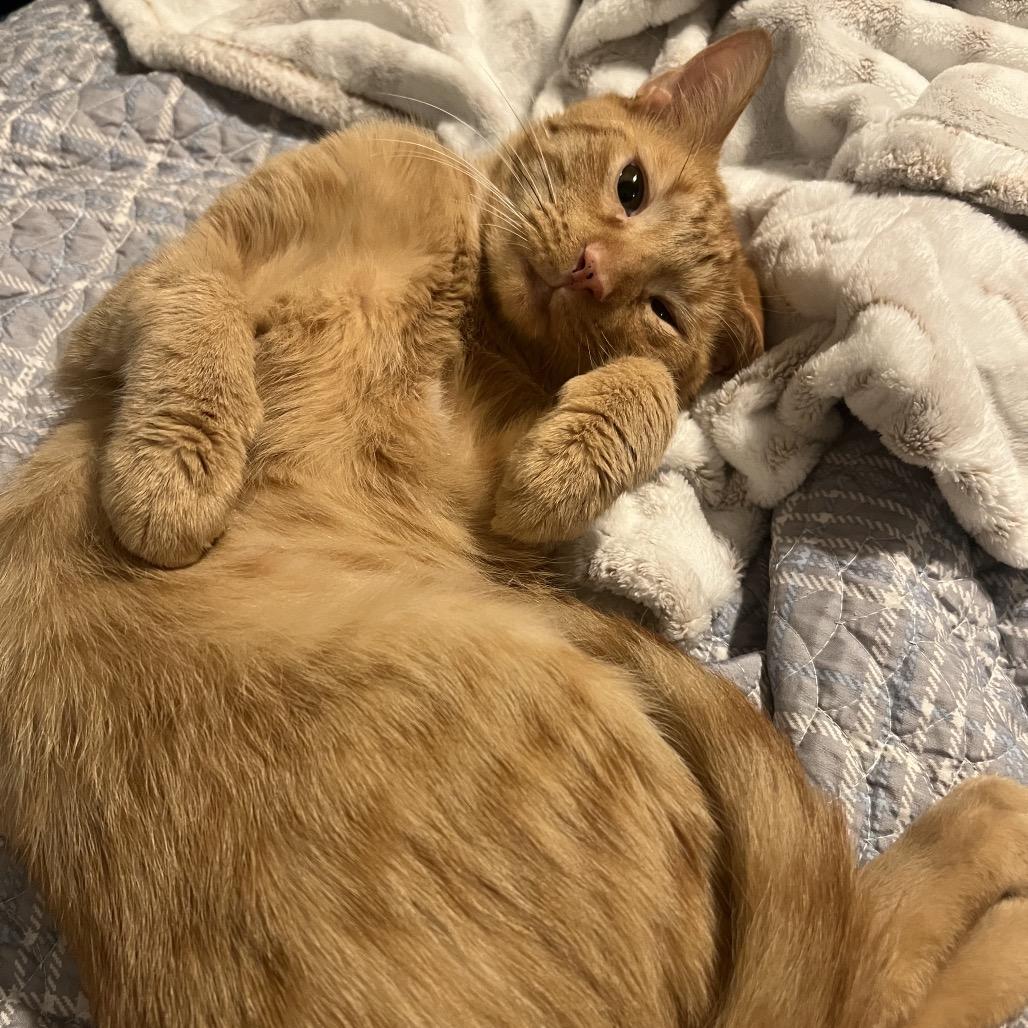 Enlarge Timbers, a Adoptable Domestic Short Hair in Ponte Vedra Beach, FL image 3/4