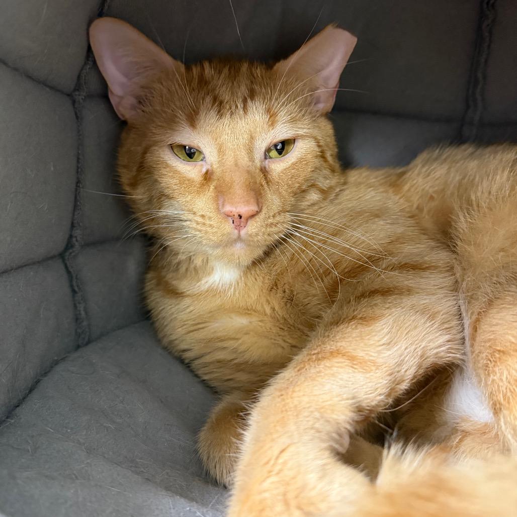 Enlarge Timbers, a Adoptable Domestic Short Hair in Ponte Vedra Beach, FL image 4/4