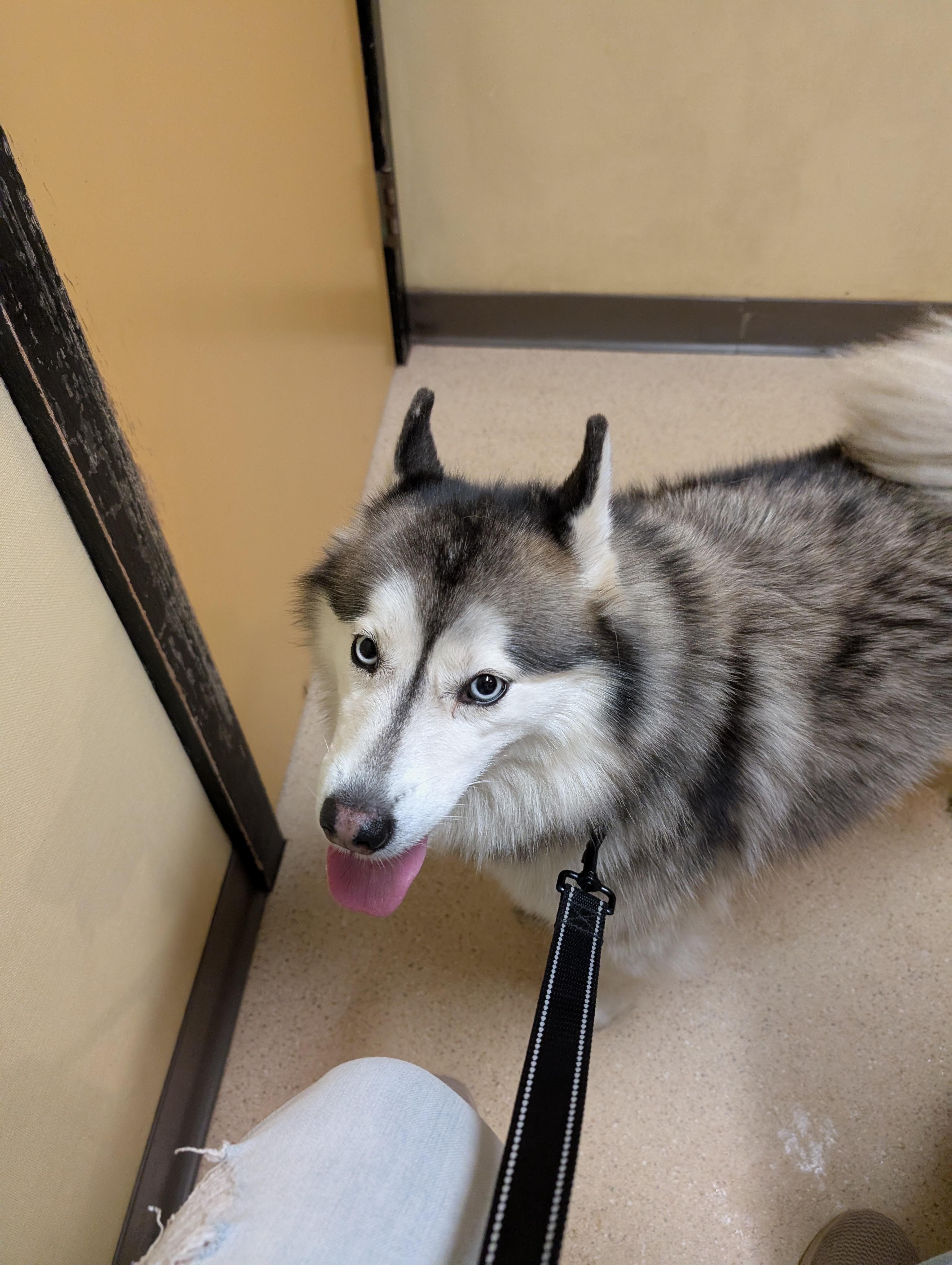 Enlarge Koda, a Adopted Pomsky in Woodbury, CT image 3/6