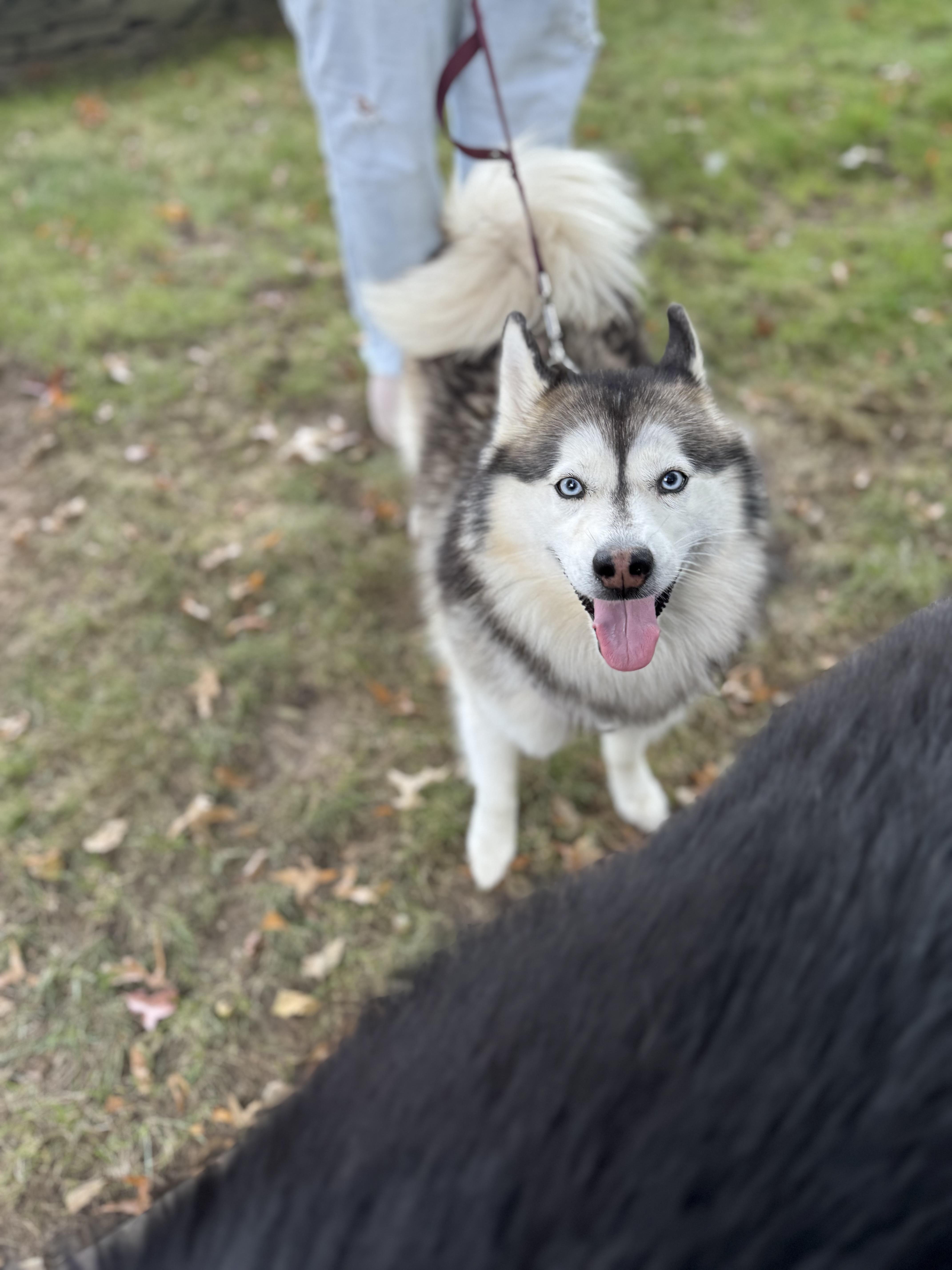 Enlarge Koda, a Adopted Pomsky in Woodbury, CT image 4/6