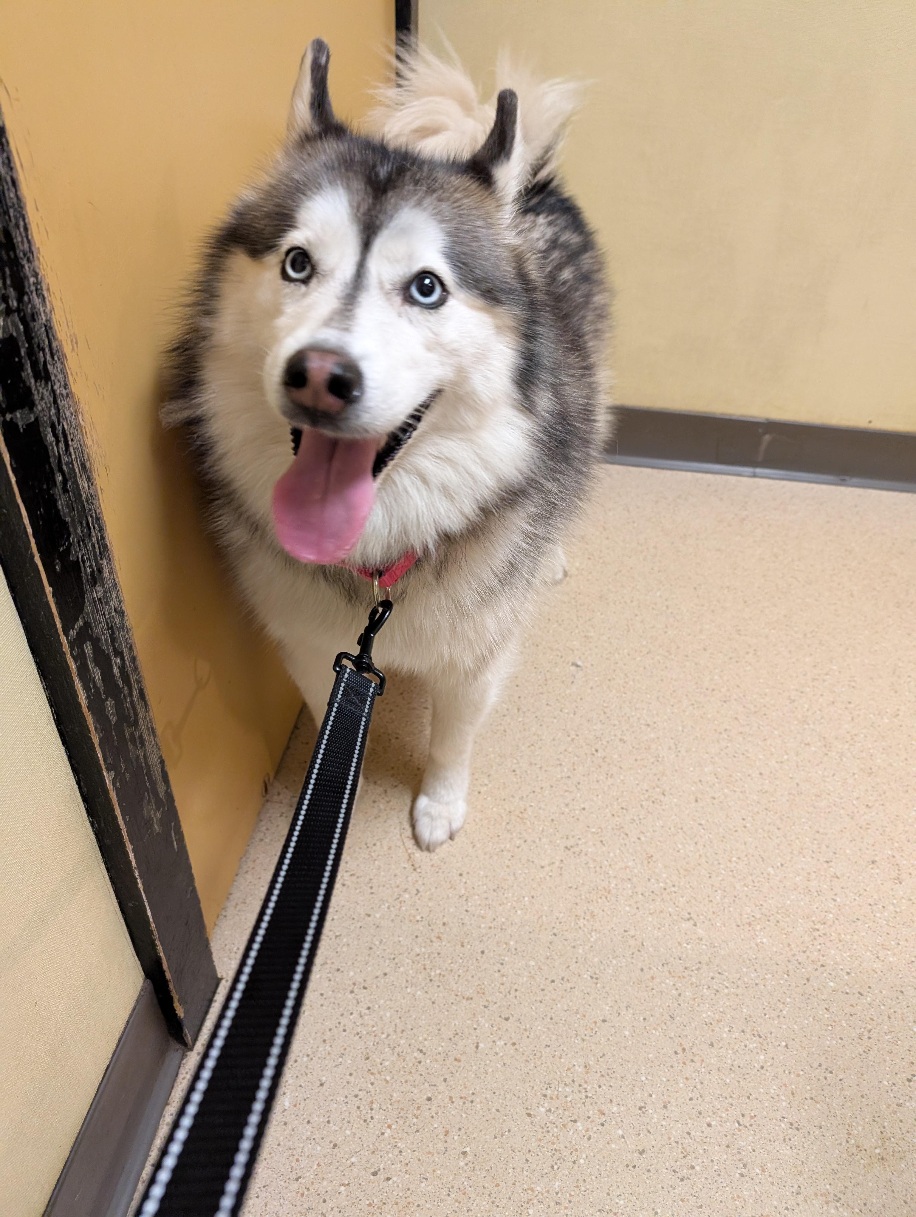 Enlarge Koda, a Adopted Pomsky in Woodbury, CT image 2/6
