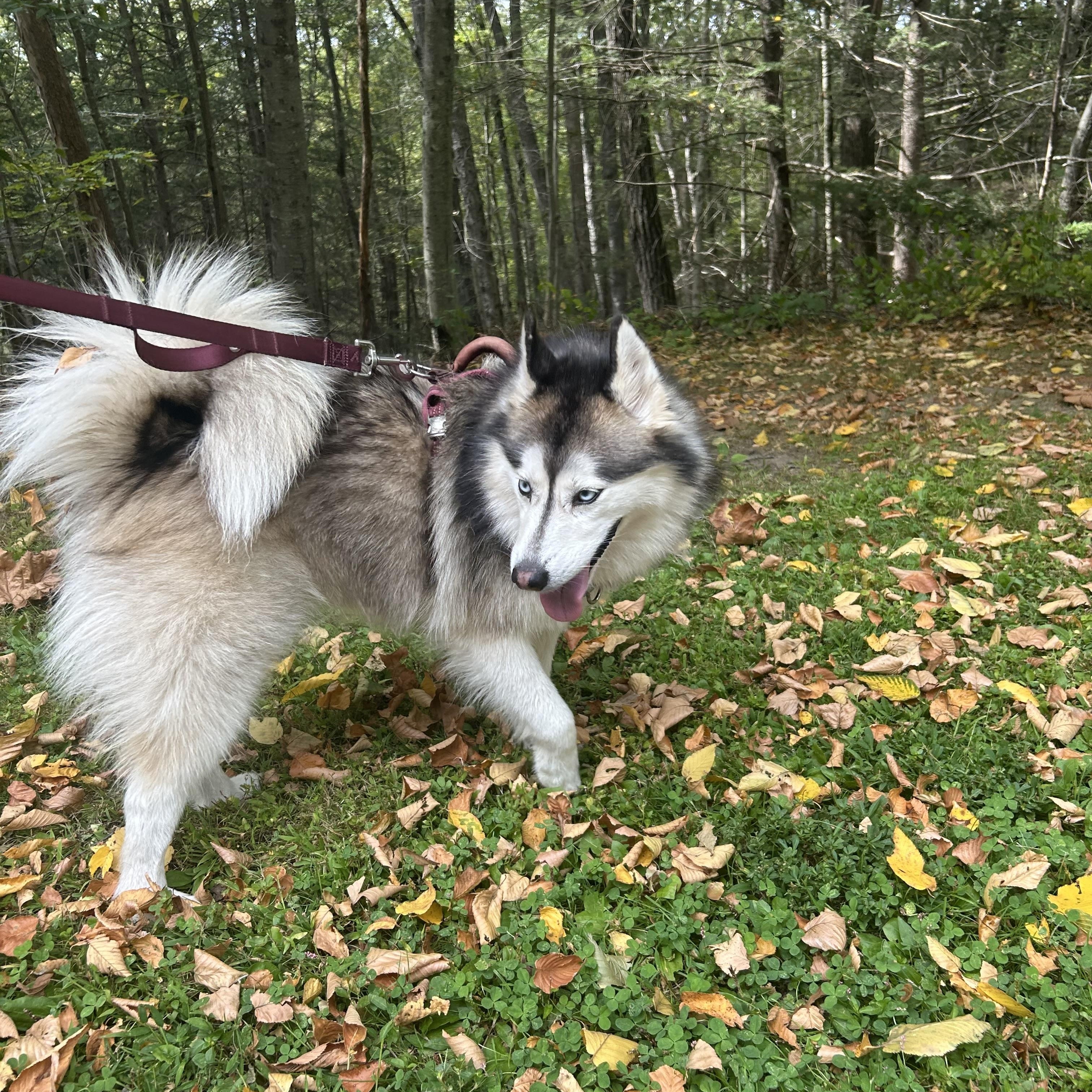 Enlarge Koda, a Adopted Pomsky in Woodbury, CT image 6/6