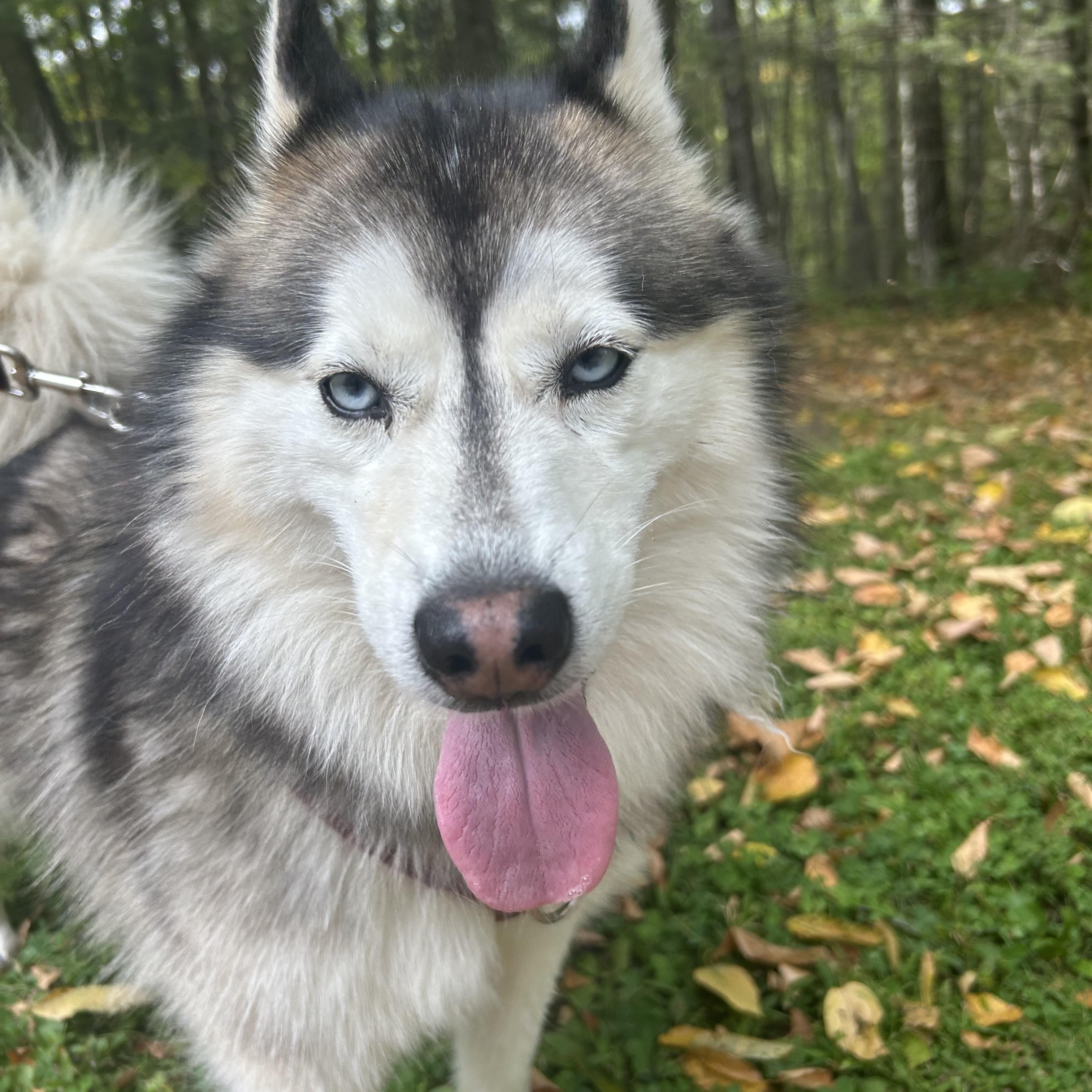 Enlarge Koda, a Adopted Pomsky in Woodbury, CT image 1/6