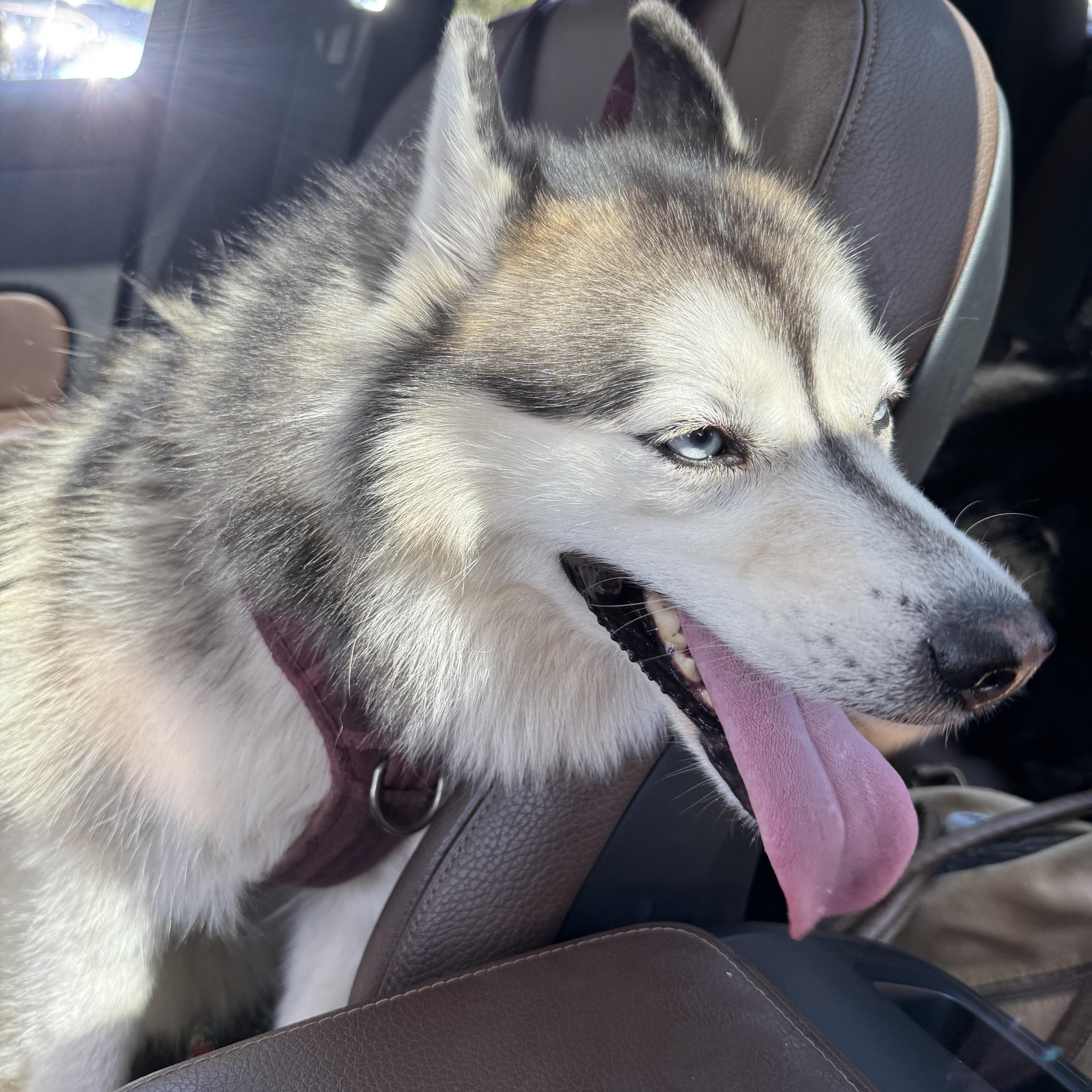 Enlarge Koda, a Adopted Pomsky in Woodbury, CT image 5/6