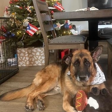 Drago , a ADOPTABLE German Shepherd Dog in Roswell, GA image 2/2