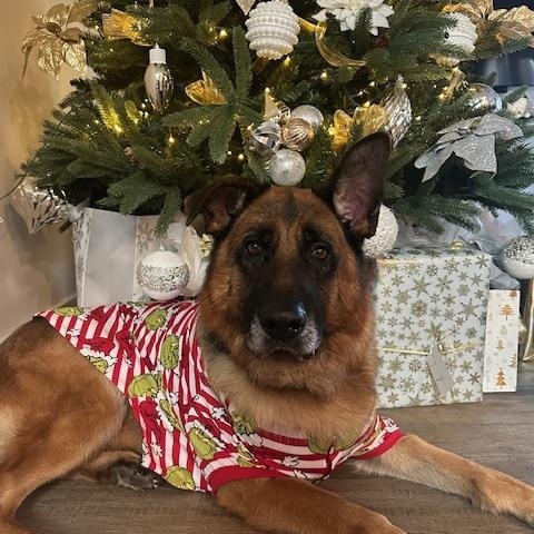 Drago , a ADOPTABLE German Shepherd Dog in Roswell, GA image 1/2