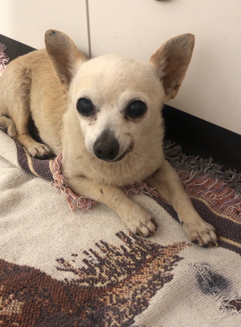 Enlarge Bingo, a Adopted Chihuahua in Studio City, CA image 1/1