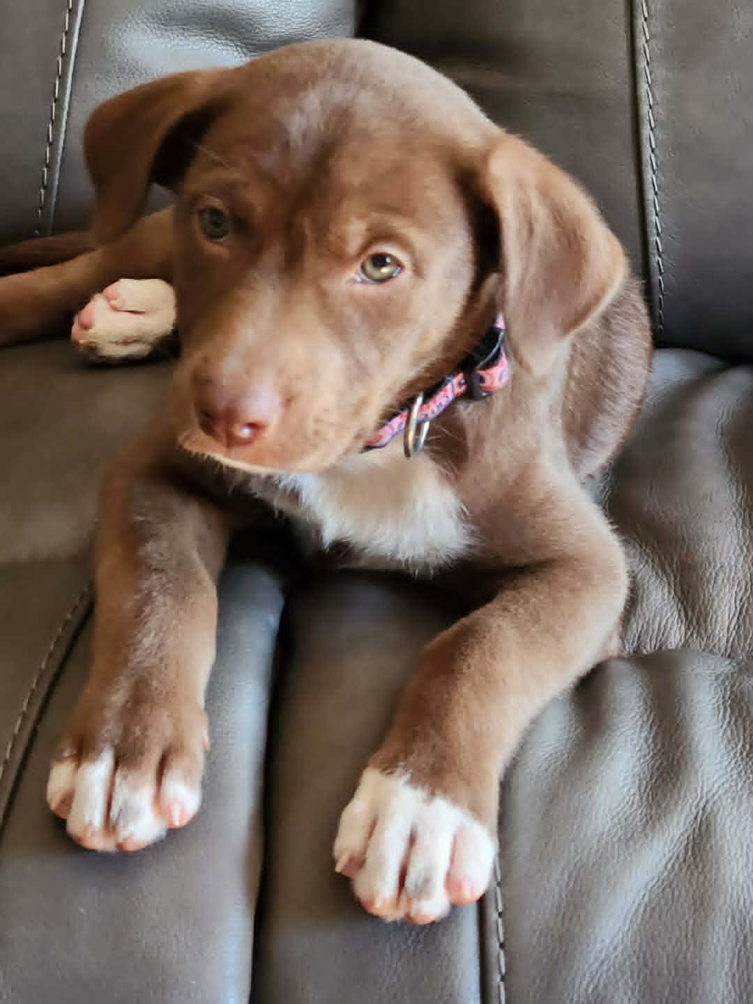 Mocha Moo Latte, ADOPTABLE, Puppy Female Chocolate Labrador Retriever & German Shepherd Dog.