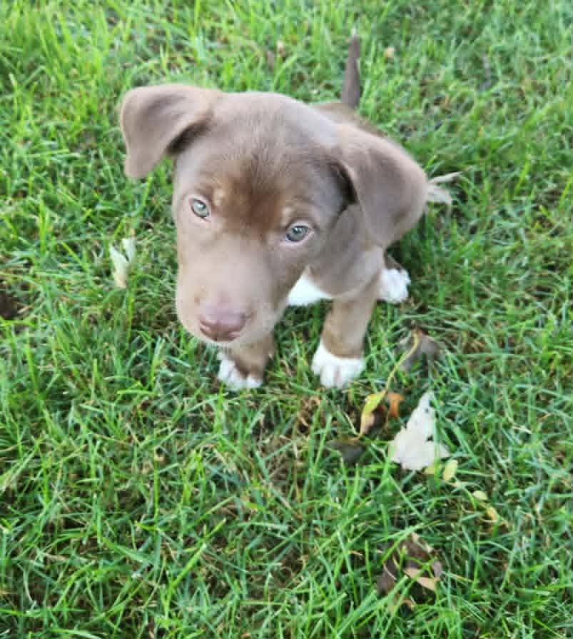 Enlarge Mocha Moo Latte, a ADOPTABLE mixed breed in Byron, IL image 3/5