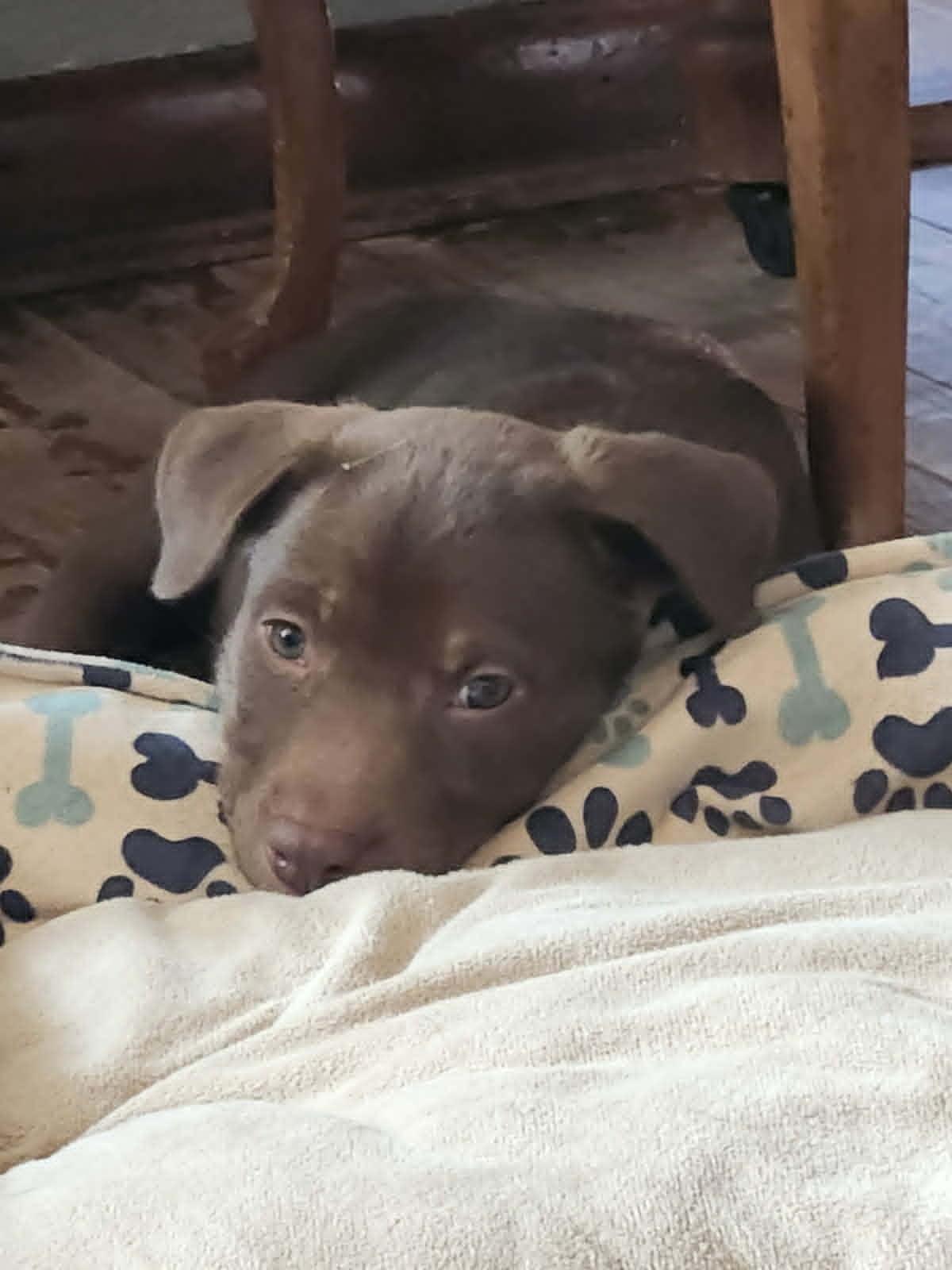 Enlarge Mocha Moo Latte, a ADOPTABLE mixed breed in Byron, IL image 4/5