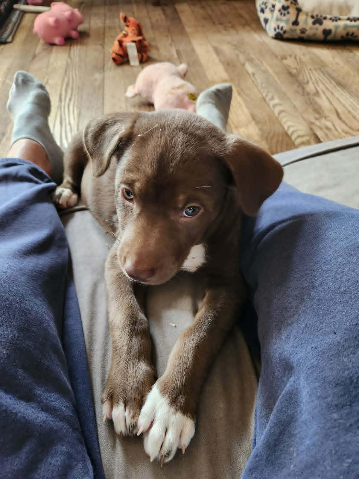 Enlarge Mocha Moo Latte, a ADOPTABLE mixed breed in Byron, IL image 5/5