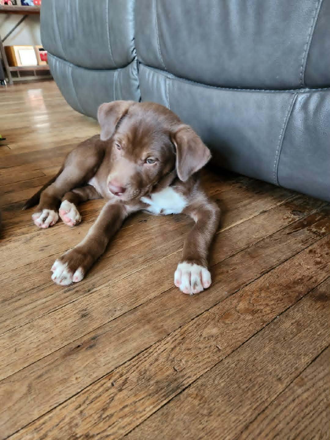 Enlarge Mocha Moo Latte, a ADOPTABLE mixed breed in Byron, IL image 2/5