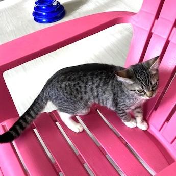 Rosie, Adoptable, Kitten Female Domestic Short Hair & Tabby.
