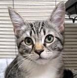 Rosie, a Adoptable mixed breed in Long Beach, WA image 2/4