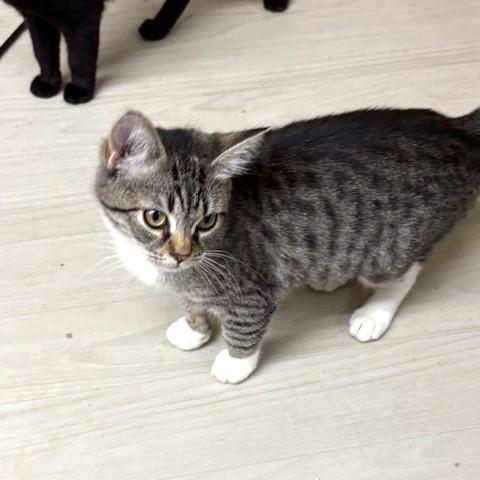 Rosie, an adoptable mixed breed in Long Beach, WA image 3/6