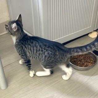 Rosie, an adoptable mixed breed in Long Beach, WA image 6/6