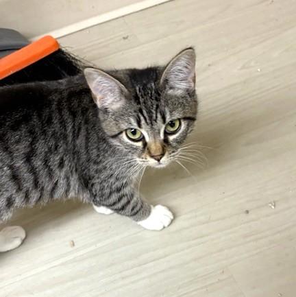 Rosie, an adoptable mixed breed in Long Beach, WA image 2/6