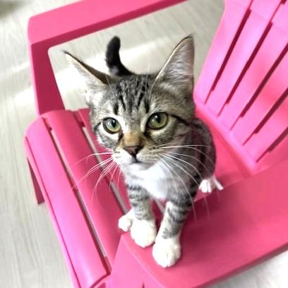 Rosie, a Adoptable mixed breed in Long Beach, WA image 4/4