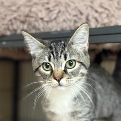 Rosie, an adoptable mixed breed in Long Beach, WA image 4/6