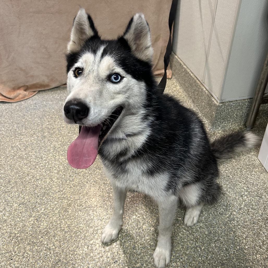 Max, Adoptable, Senior Male Siberian Husky.