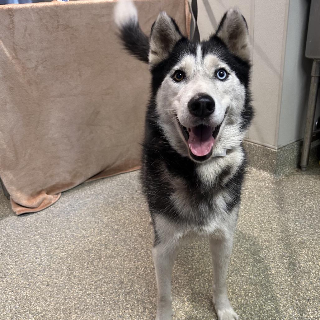 Max, a Adoptable Siberian Husky in San Gabriel, CA image 2/3