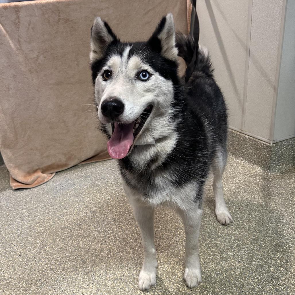 Max, a Adoptable Siberian Husky in San Gabriel, CA image 3/3