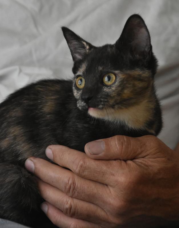 Maya (Bev-Fostered in New England) photo 2