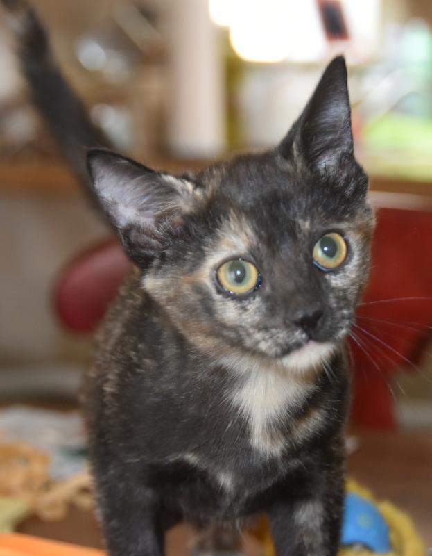 Maya (Bev-Fostered in New England), Baby Female unknown