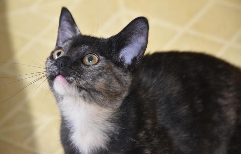 Maya (Bev-Fostered in New England) photo 3