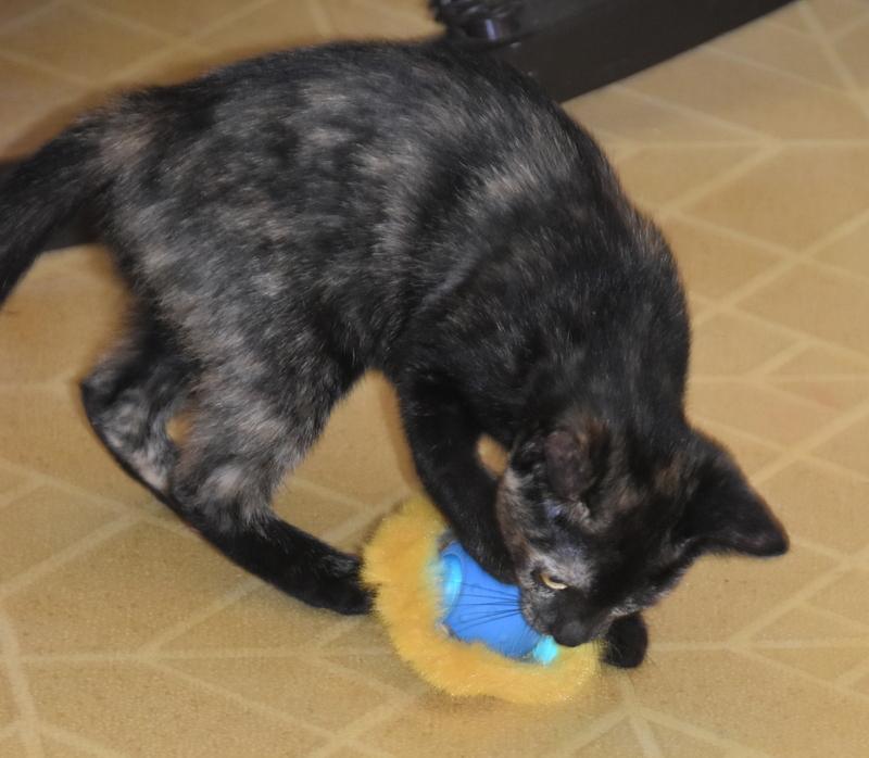 Maya (Bev-Fostered in New England) photo 4