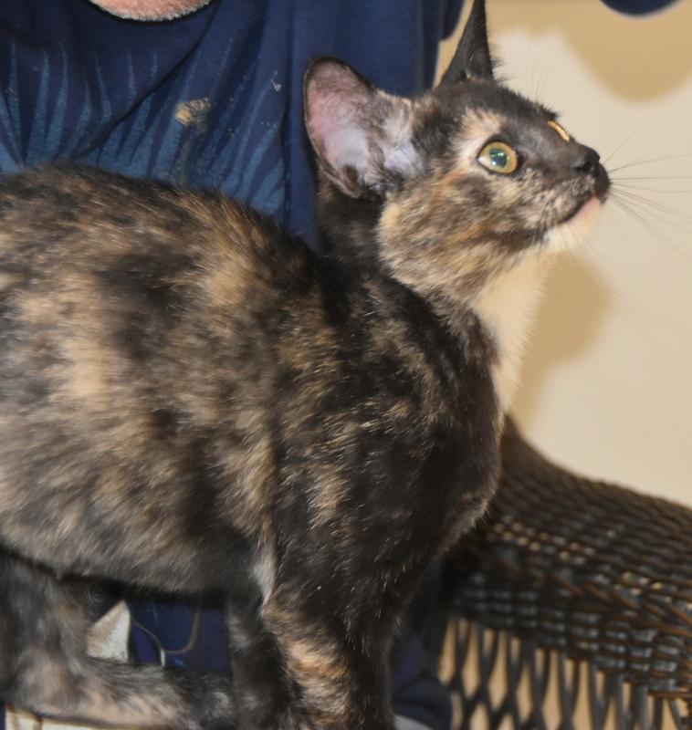Maya (Bev-Fostered in New England) photo 5